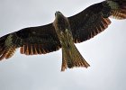 Zwarte wouw (oostelijk) (black-eared kite) Milvus migrans lineatus  - Orkhon Falls 16-08-2016 (2)